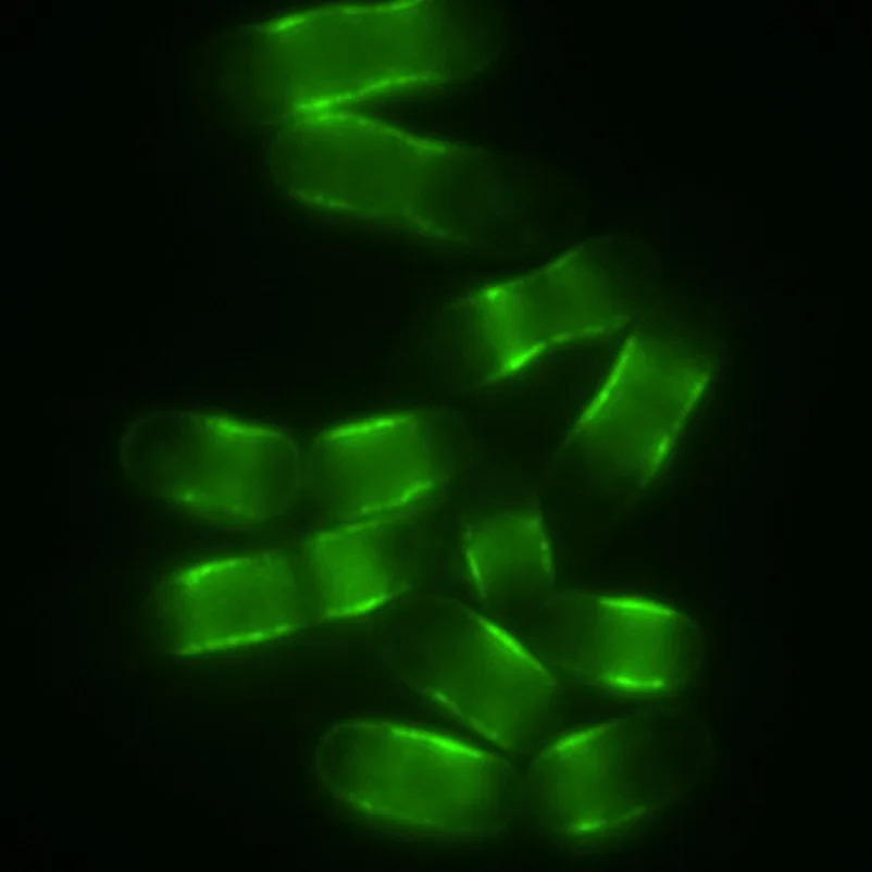 Scientists Identify AMPK 'Switch' That Extended Lifespan In Flies, Worms and Yeast
