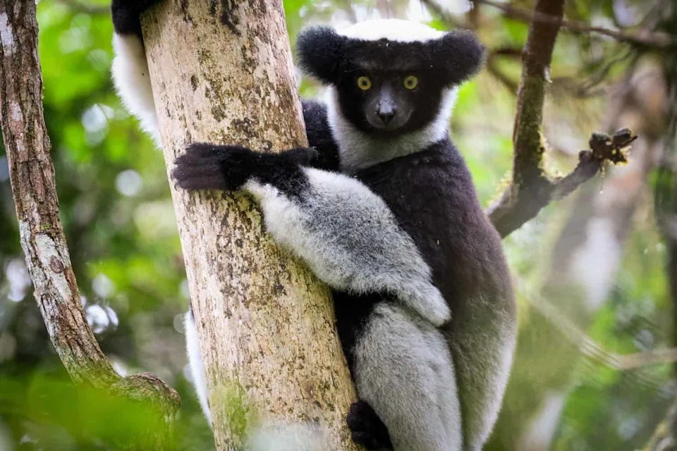Wild Indri Lemurs Use Opera-Style 