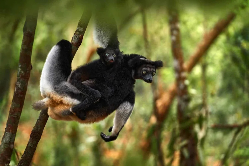 Wild Indri Lemurs Use Opera-Style 