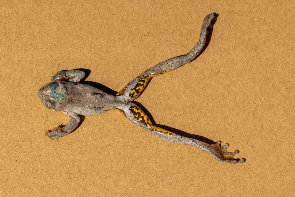 Tiny Ally: One Skin Bacterium Stops a Fungus That Has Wiped Out 500+ Frog Species