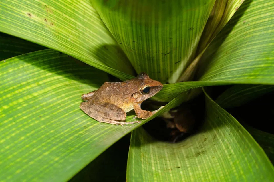 Tiny Ally: One Skin Bacterium Stops a Fungus That Has Wiped Out 500+ Frog Species