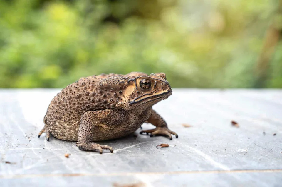 New High‑Altitude Toad Discovered on Mizoram’s Highest Peak — A Species With Nowhere Higher To Go