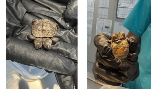 Rare Two-Headed Diamondback Terrapin Arrives At Cape Wildlife Center
