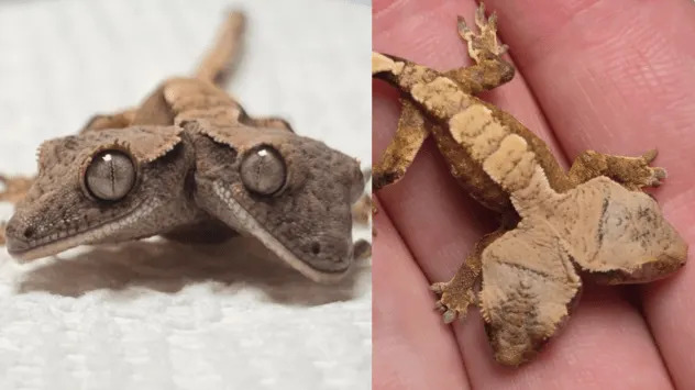 Rare Two-Headed Diamondback Terrapin Arrives At Cape Wildlife Center