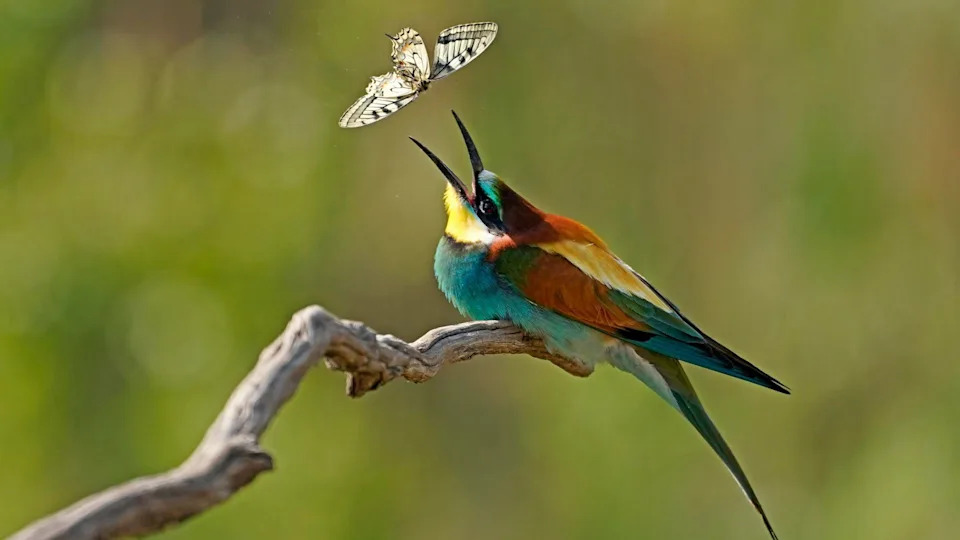 Butterfly Wing Patterns Trick Predators: 1,057 FPS Footage Reveals a Motion Illusion
