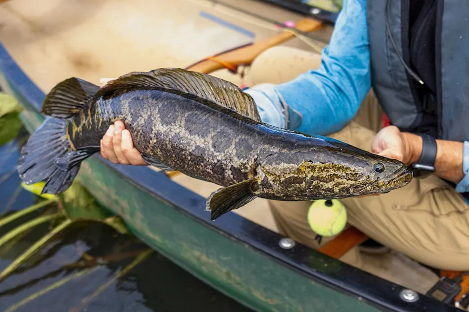 Missouri Urges Anglers To Kill Invasive Northern Snakeheads — Decapitation and Bagging Recommended