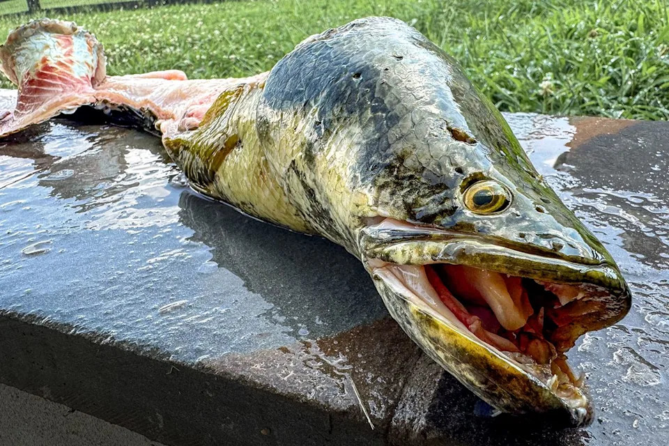 Missouri Urges Anglers To Kill Invasive Northern Snakeheads — Decapitation and Bagging Recommended