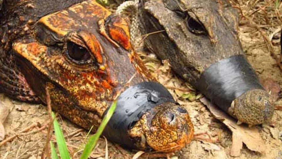 Hidden Hunters: How Gabon's Tiny Cave Crocodiles Ambush Bats