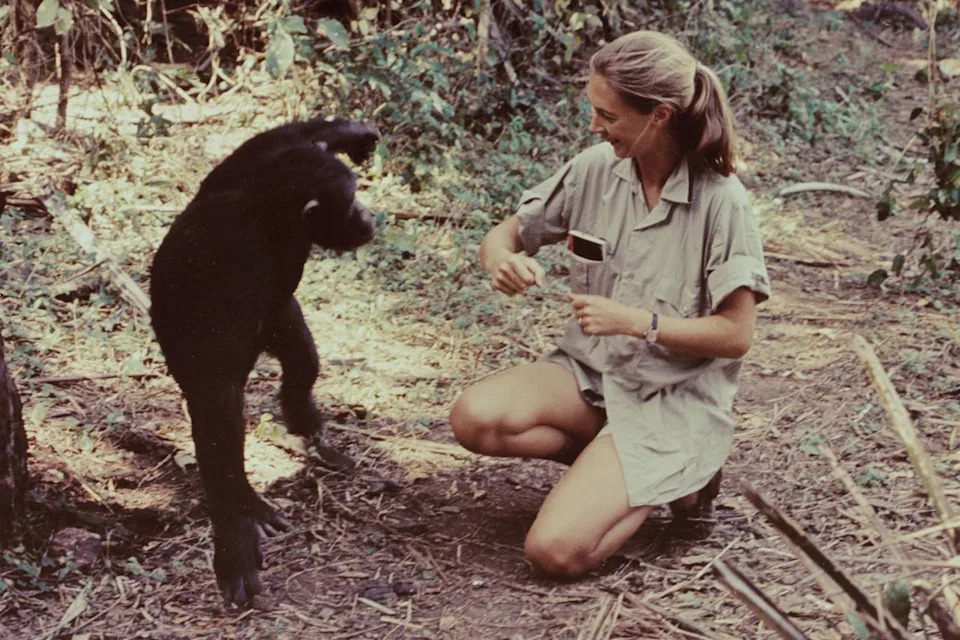 One Year After Jane Goodall’s Passing, Her Legacy Endures — Rescued Young Ape Bili Finds Sanctuary