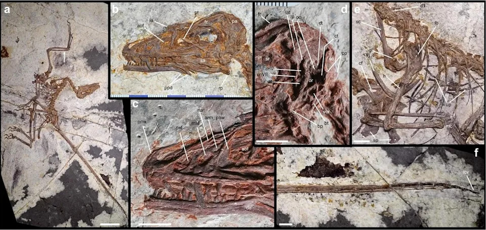 New Feathered Raptor <i>Norellraptor barsboldi</i> Suggests Flight Evolved Independently Within Paraves