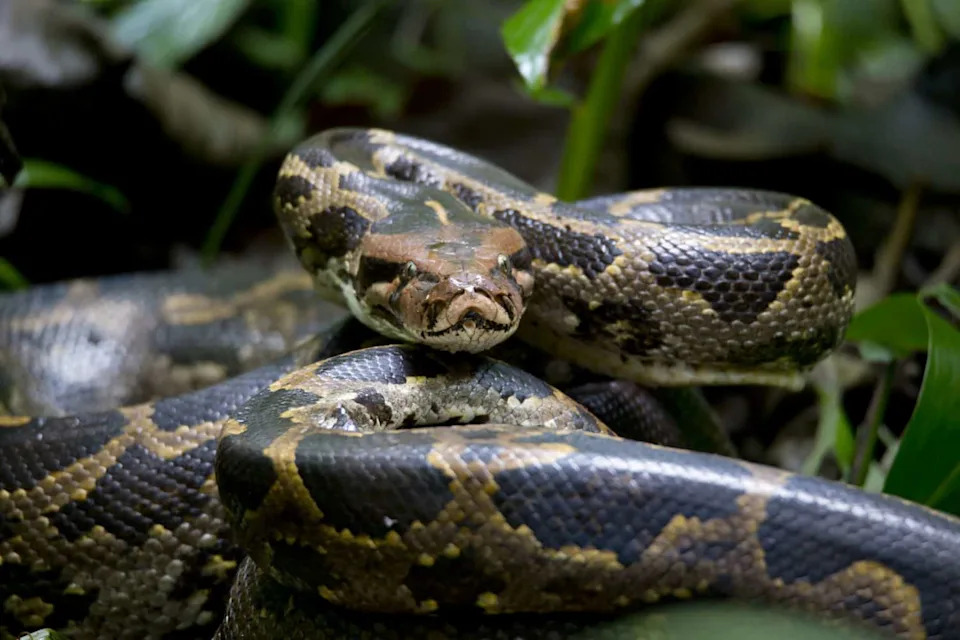 8,080 Pounds of Pythons Removed From the Everglades — Targeting Pregnant Females Stopped an Estimated 4,100 Hatchlings