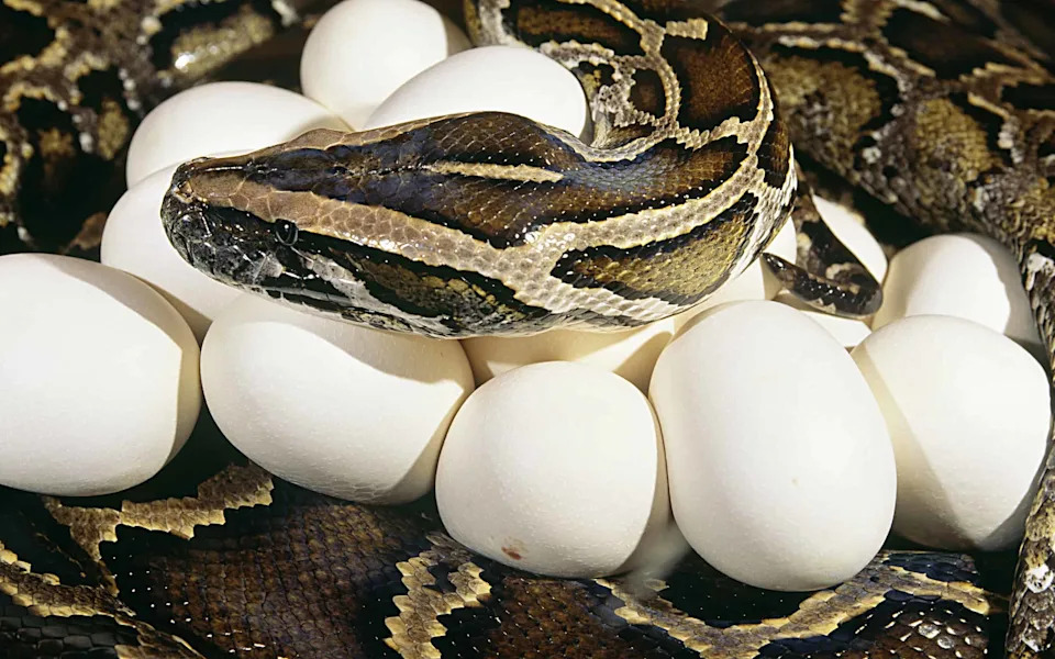 8,080 Pounds of Pythons Removed From the Everglades — Targeting Pregnant Females Stopped an Estimated 4,100 Hatchlings