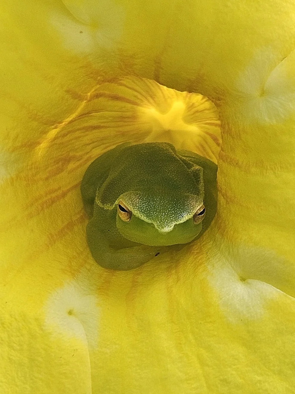 Nikon Re-Reviews Microscopy Video Winner After Concerns Over AI‑Assisted Post‑Processing