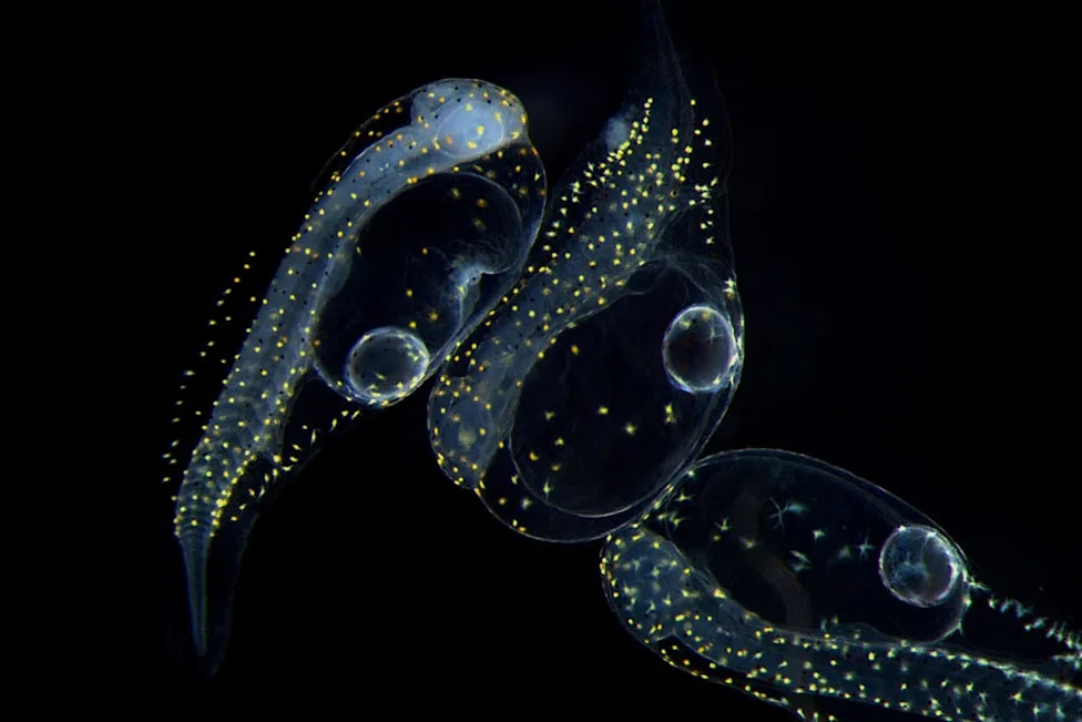 Nikon Re-Reviews Microscopy Video Winner After Concerns Over AI‑Assisted Post‑Processing
