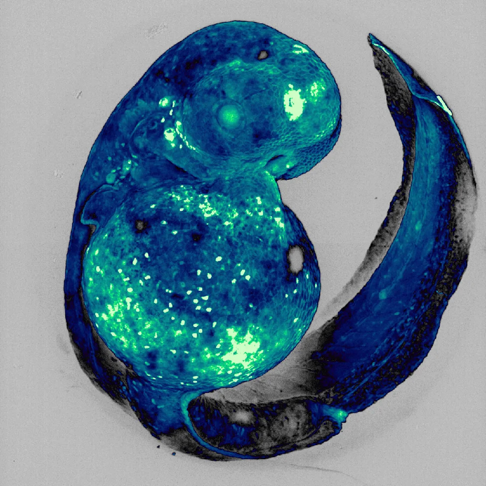 Nikon Re-Reviews Microscopy Video Winner After Concerns Over AI‑Assisted Post‑Processing