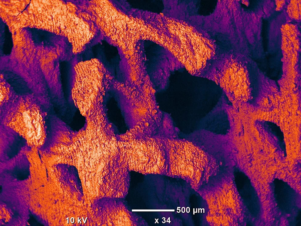 Nikon Re-Reviews Microscopy Video Winner After Concerns Over AI‑Assisted Post‑Processing