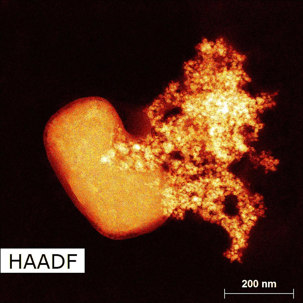 Nikon Re-Reviews Microscopy Video Winner After Concerns Over AI‑Assisted Post‑Processing