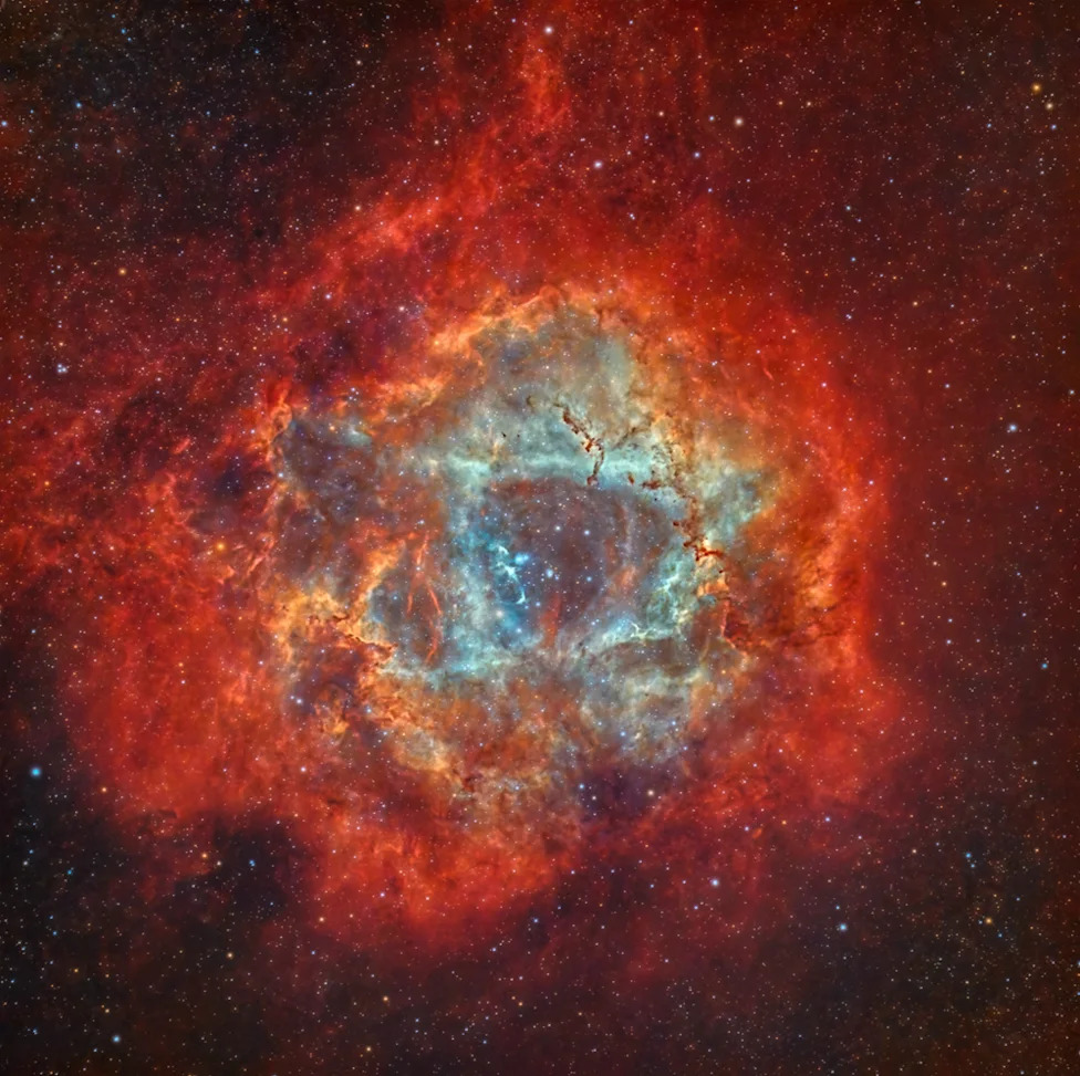 Nikon Re-Reviews Microscopy Video Winner After Concerns Over AI‑Assisted Post‑Processing