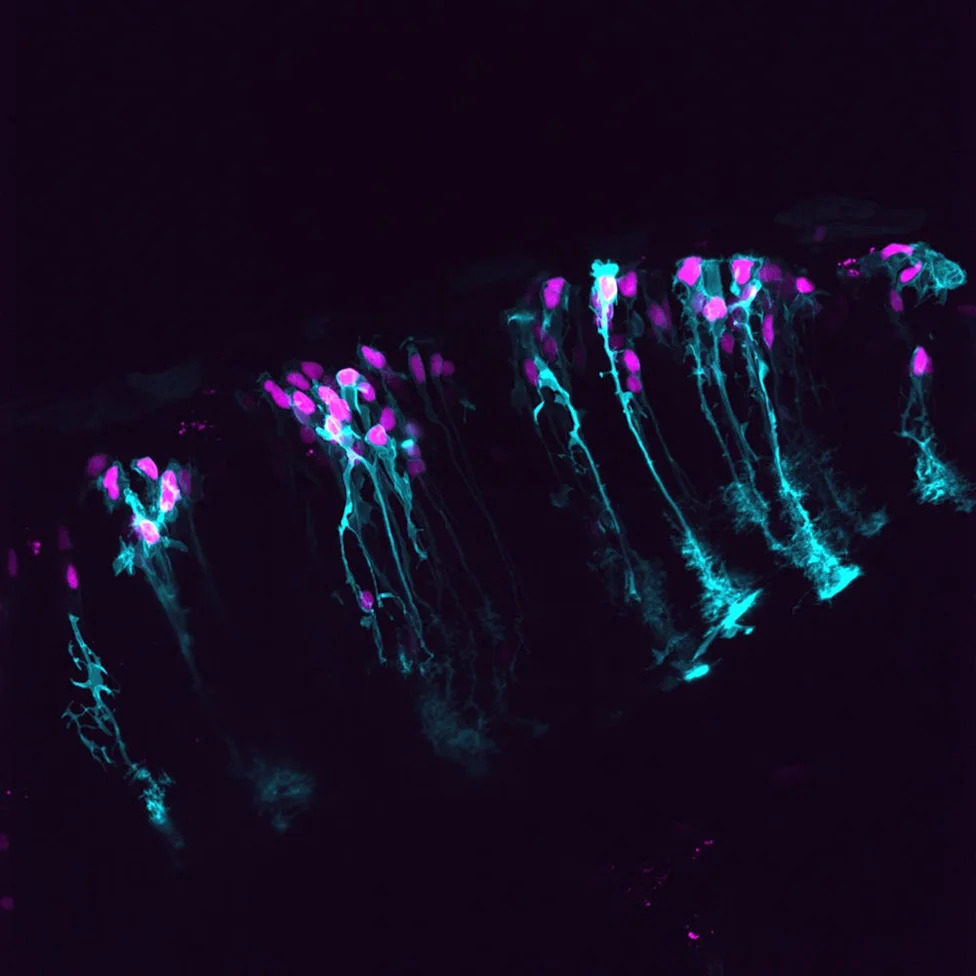 Nikon Re-Reviews Microscopy Video Winner After Concerns Over AI‑Assisted Post‑Processing