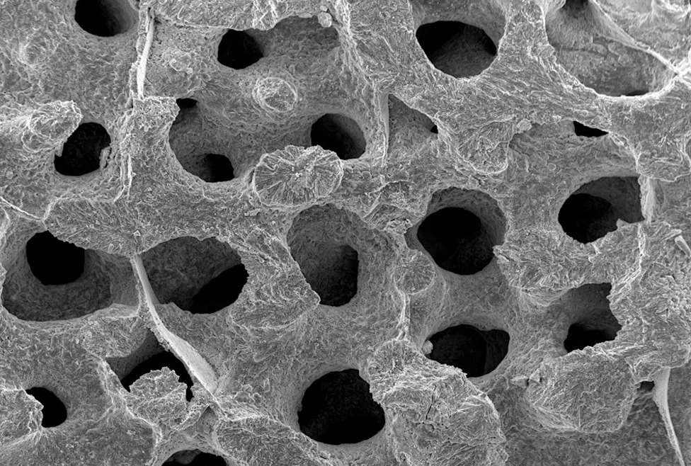 Nikon Re-Reviews Microscopy Video Winner After Concerns Over AI‑Assisted Post‑Processing