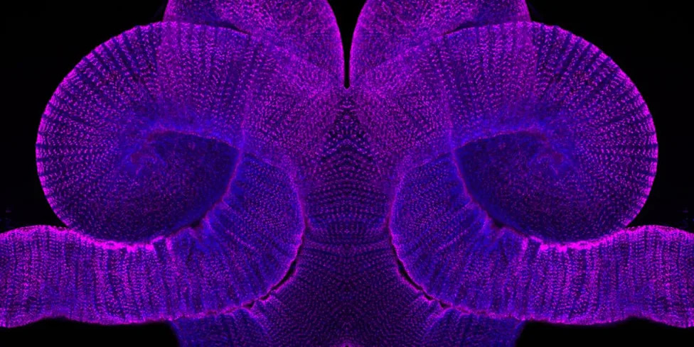 Nikon Re-Reviews Microscopy Video Winner After Concerns Over AI‑Assisted Post‑Processing