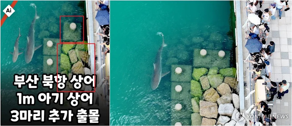AI-Generated Photo Fuels False Claims About Busan’s Celebrity Shark “Bukhangi”