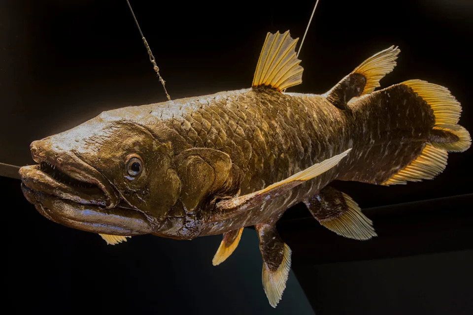 Hidden for 150 Years: A Coelacanth Fossil Fills a 50-Million-Year Evolutionary Gap