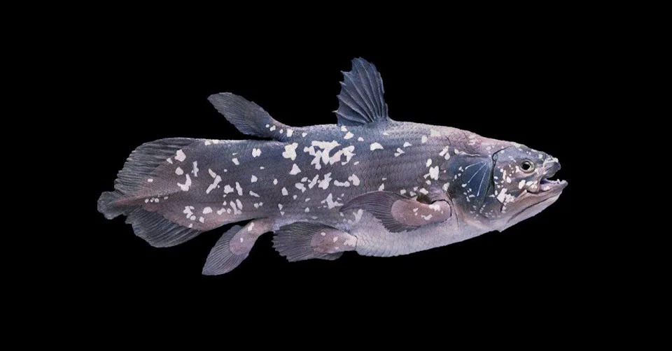 Hidden for 150 Years: A Coelacanth Fossil Fills a 50-Million-Year Evolutionary Gap
