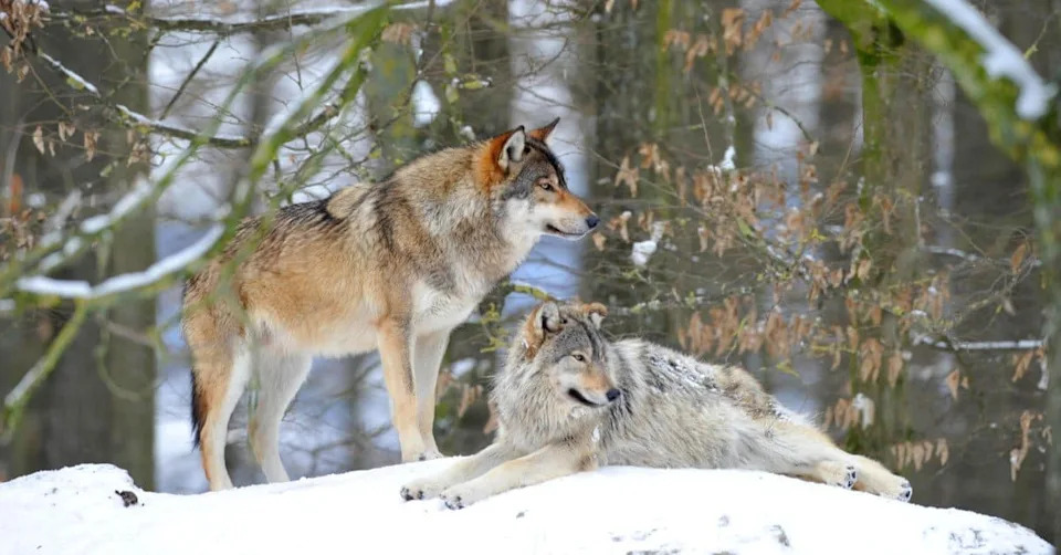 Wolves Hunt the Coast: Alaska Packs Found Preying on Sea Otters