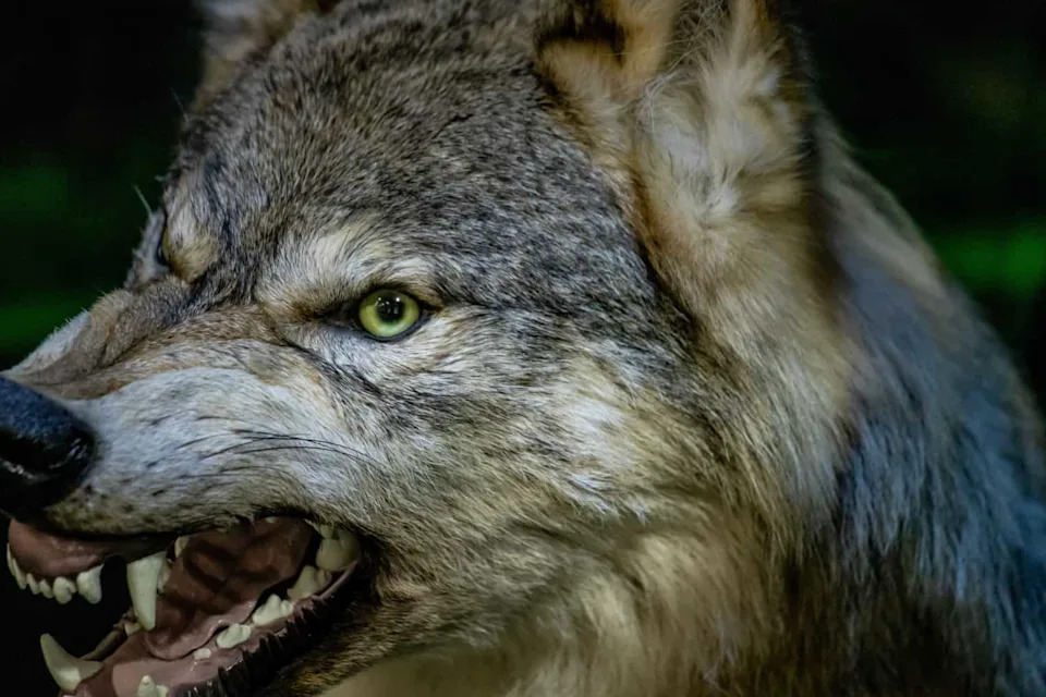 Wolves Hunt the Coast: Alaska Packs Found Preying on Sea Otters