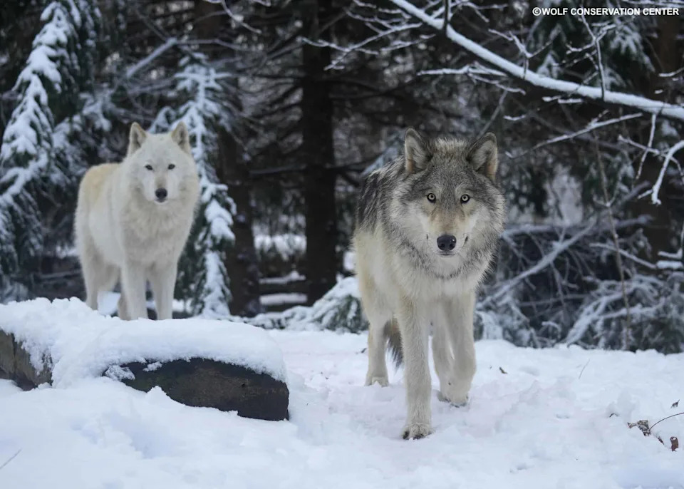 Wolves Hunt the Coast: Alaska Packs Found Preying on Sea Otters
