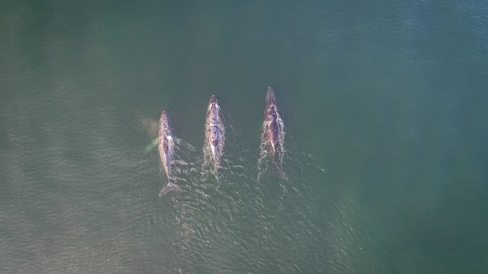 New Genetic Study Strengthens Case That Arabian Sea Humpbacks Are a Distinct Subspecies