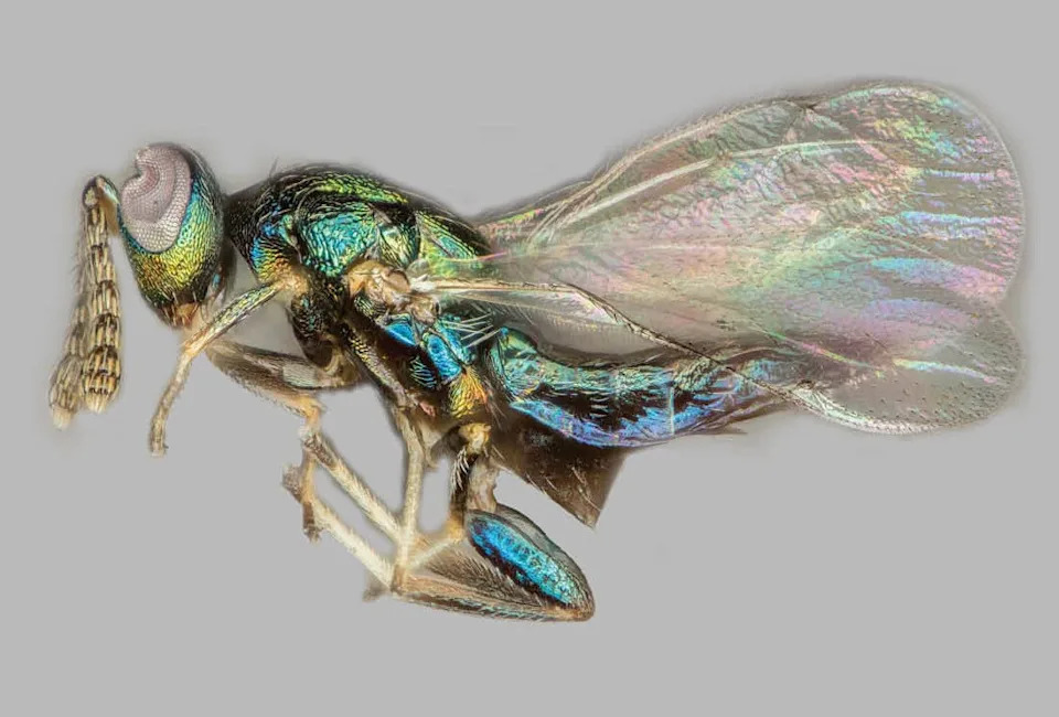 The Crypt-Keeper Wasp: How a Parasite Escapes Through Its Host’s Head