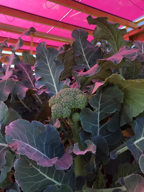 Rose-Tinted Semi‑Transparent Solar Panels Let Crops and Power Share the Same Land