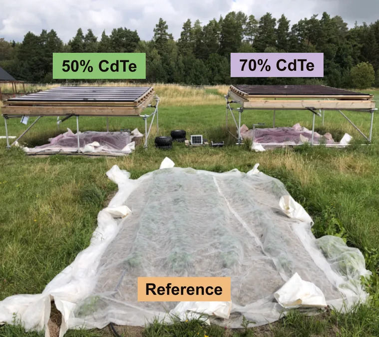 Rose-Tinted Semi‑Transparent Solar Panels Let Crops and Power Share the Same Land