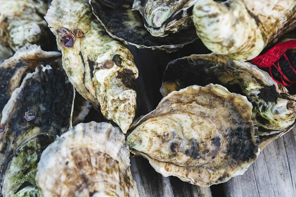 Oyster Larvae Use Heavy Shells — Not Active Chasing — To Pull Food In
