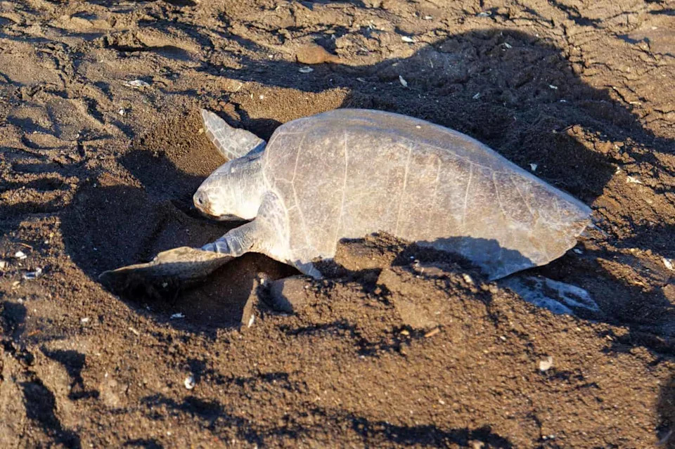 Historic First: Endangered Olive Ridley Turtles Nest on Southern California Beaches
