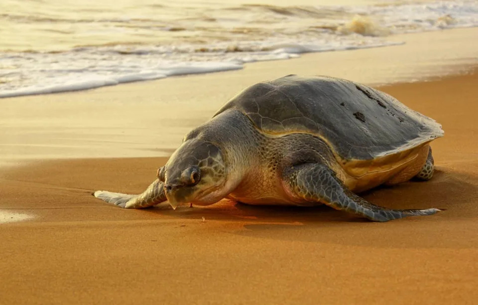 Historic First: Endangered Olive Ridley Turtles Nest on Southern California Beaches