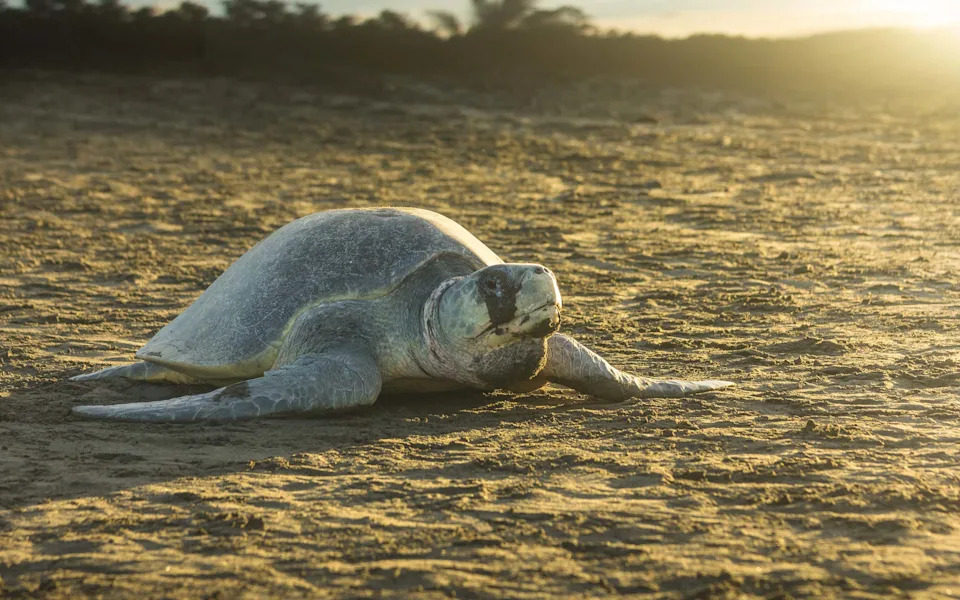 Historic First: Endangered Olive Ridley Turtles Nest on Southern California Beaches