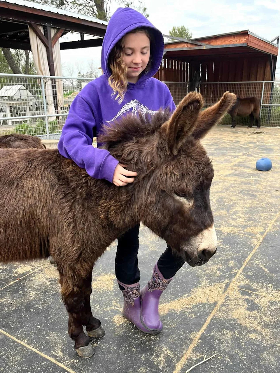 Teens Felt Less Sad When Miniature Horses Chose to Walk Away, UC Davis Study Finds