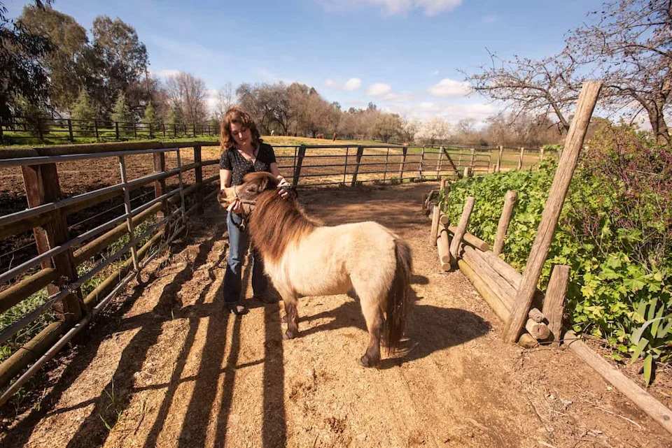 Teens Felt Less Sad When Miniature Horses Chose to Walk Away, UC Davis Study Finds