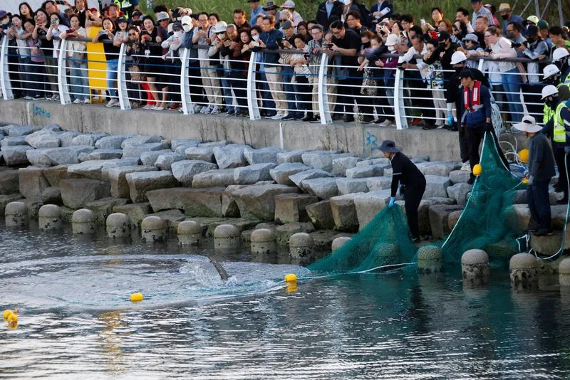 Second Rescue Fails: 3.5m Shark 