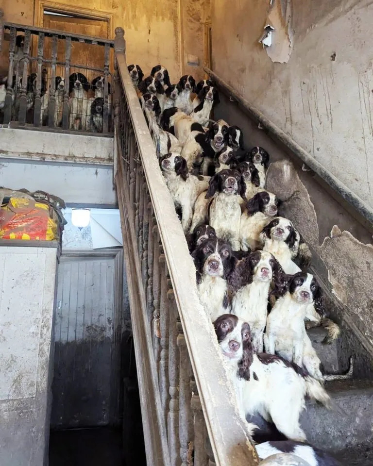 Social Worker Convicted After RSPCA Rescues 84 Dogs and 2 Cats From Home 'Covered in Faeces and Squalor'