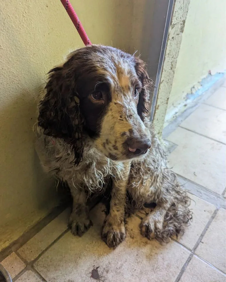 Social Worker Convicted After RSPCA Rescues 84 Dogs and 2 Cats From Home 'Covered in Faeces and Squalor'