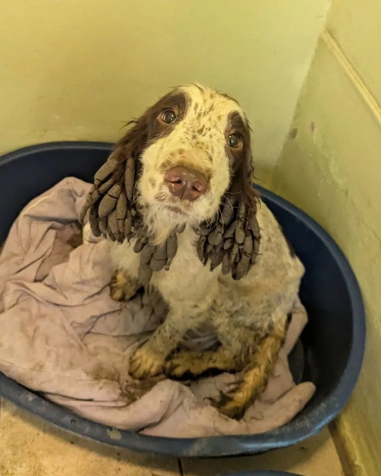 Social Worker Convicted After RSPCA Rescues 84 Dogs and 2 Cats From Home 'Covered in Faeces and Squalor'