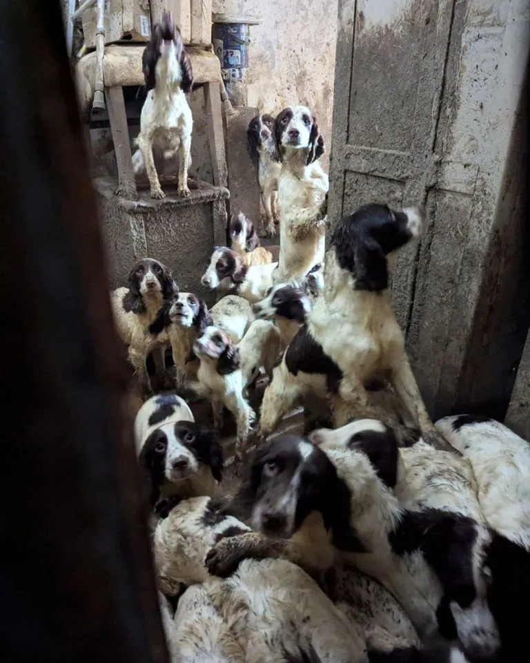 Social Worker Convicted After RSPCA Rescues 84 Dogs and 2 Cats From Home 'Covered in Faeces and Squalor'