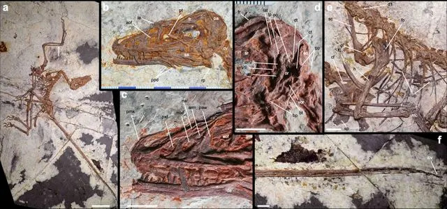 Remarkably Preserved Feathered Dinosaur Discovered: Norellraptor barsboldi Sheds Light on How Flight Evolved