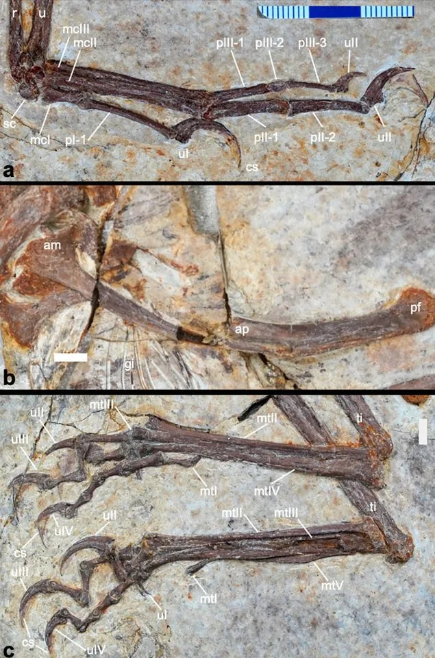 Remarkably Preserved Feathered Dinosaur Discovered: Norellraptor barsboldi Sheds Light on How Flight Evolved