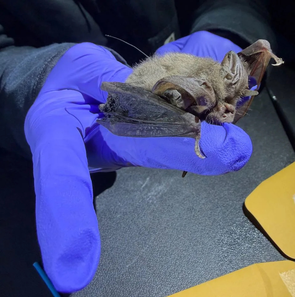 Tiny Cellular Trackers Reveal Endangered Bats' Nighttime Journeys — One Traveled 130 Miles