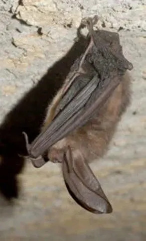 Tiny Cellular Trackers Reveal Endangered Bats' Nighttime Journeys — One Traveled 130 Miles